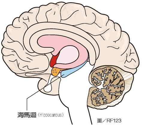 大腦海馬迴